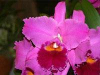 Rhyncholaeliocattleya Merrily Murison