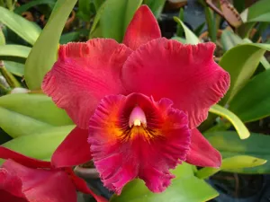Rhyncholaeliocattleya Mary Forrest