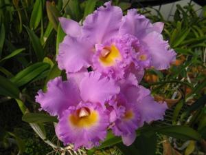 Rhyncholaeliocattleya Mishima Choice