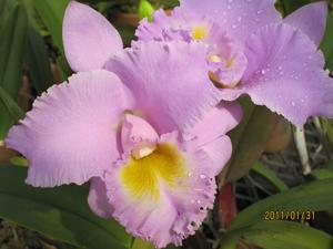 Rhyncholaeliocattleya Mishima Choice