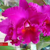 Rhyncholaeliocattleya Roberto Giorchino