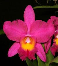 Rhyncholaeliocattleya Mystere