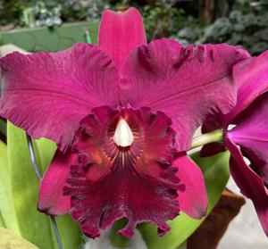 Rhyncholaeliocattleya Memoria Cecil Barrier