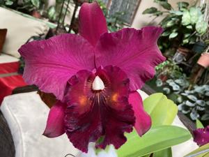 Rhyncholaeliocattleya Memoria Cecil Barrier