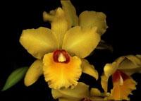 Rhyncholaeliocattleya Frank Gilmore