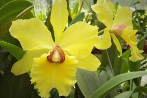 Rhyncholaeliocattleya Frank Gilmore