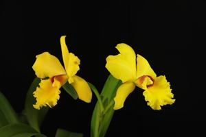 Rhyncholaeliocattleya Frank Gilmore