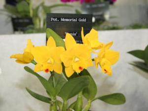 Rhyncholaeliocattleya Memorial Gold