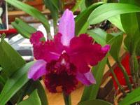 Rhyncholaeliocattleya Pursuit