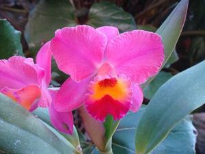 Rhyncholaeliocattleya Birthday Dream