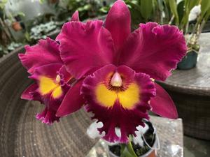 Rhyncholaeliocattleya Sanyung Ruby