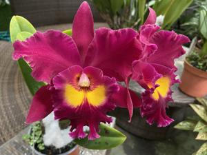 Rhyncholaeliocattleya Sanyung Ruby