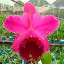 Rhyncholaeliocattleya Pisgah Raspberry