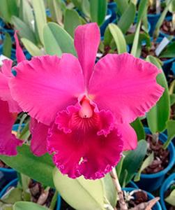 Rhyncholaeliocattleya Pisgah Raspberry