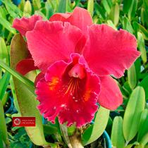 Rhyncholaeliocattleya Pisgah Raspberry