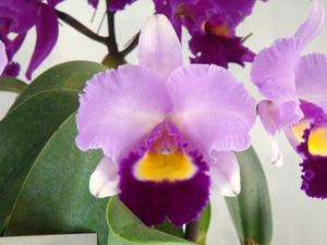 Rhyncholaeliocattleya Victory Park