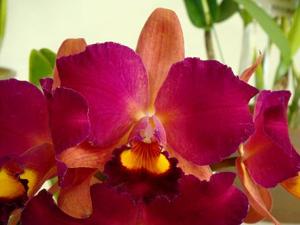 Rhyncholaeliocattleya Rainbow Night