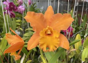 Rhyncholaeliocattleya Waianae King