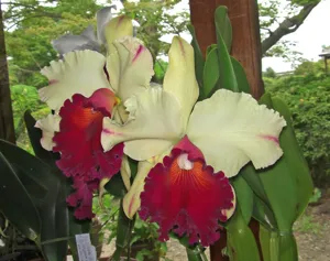 Rhyncholaeliocattleya Waianae Appeal