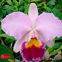 Rhyncholaeliocattleya June Bells