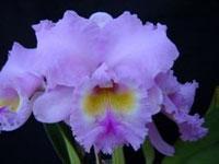 Rhyncholaeliocattleya June Bells