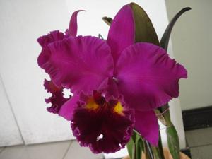 Rhyncholaeliocattleya Shinfong Lucky