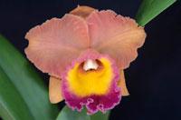 Rhyncholaeliocattleya Dal's Horizon