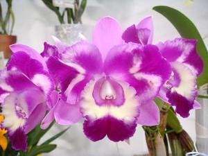 Rhyncholaeliocattleya Muchacha