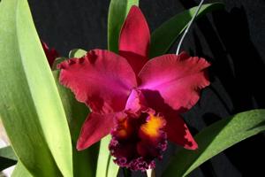 Rhyncholaeliocattleya Dickie Brooks