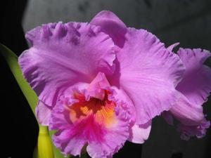 Rhyncholaeliocattleya Burdekin Heights