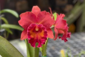 Rhyncholaeliocattleya Sharon King