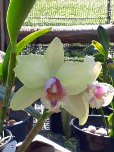 Rhyncholaeliocattleya Julio Barbero