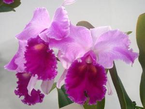 Rhyncholaeliocattleya Mysterious Charm