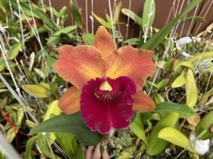 Rhyncholaeliocattleya Hey Song