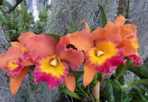 Rhyncholaeliocattleya Hawaiian Thrill