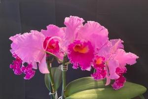 Rhyncholaeliocattleya Joy Sokabe