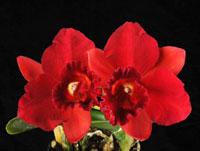 Rhyncholaeliocattleya Odom's Sweetheart