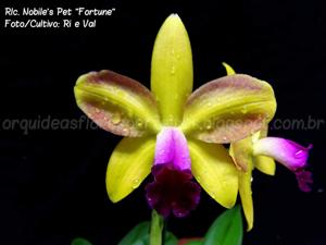 Rhyncholaeliocattleya Nobile's Pet