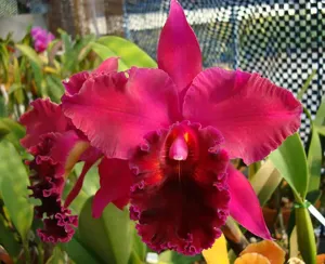 Rhyncholaeliocattleya Aline