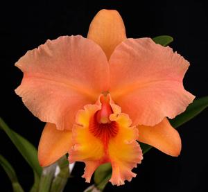 Rhyncholaeliocattleya Marlene Lundquist