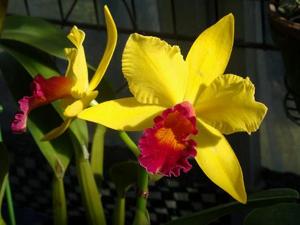 Rhyncholaeliocattleya Jong Jou