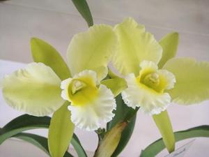 Rhyncholaeliocattleya Excellent Zaoh