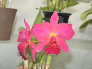 Rhyncholaeliocattleya Arigato