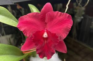 Rhyncholaeliocattleya Rubescence