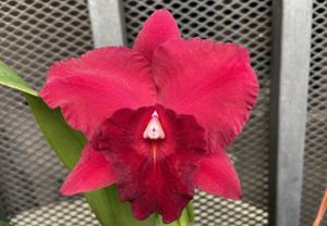 Rhyncholaeliocattleya Rubescence