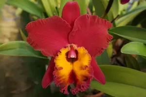 <i>Rhyncholaeliocattleya</i> Taiwan Sunrise