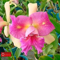 Rhyncholaeliocattleya Nobile's Festival