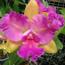 Rhyncholaeliocattleya Nobile's Festival