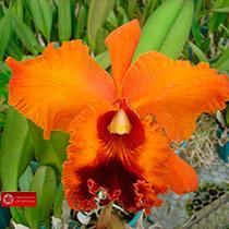 Rhyncholaeliocattleya Nobile's Tropical Sunset