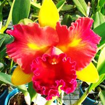 Rhyncholaeliocattleya Nobile's Tropical Sunset